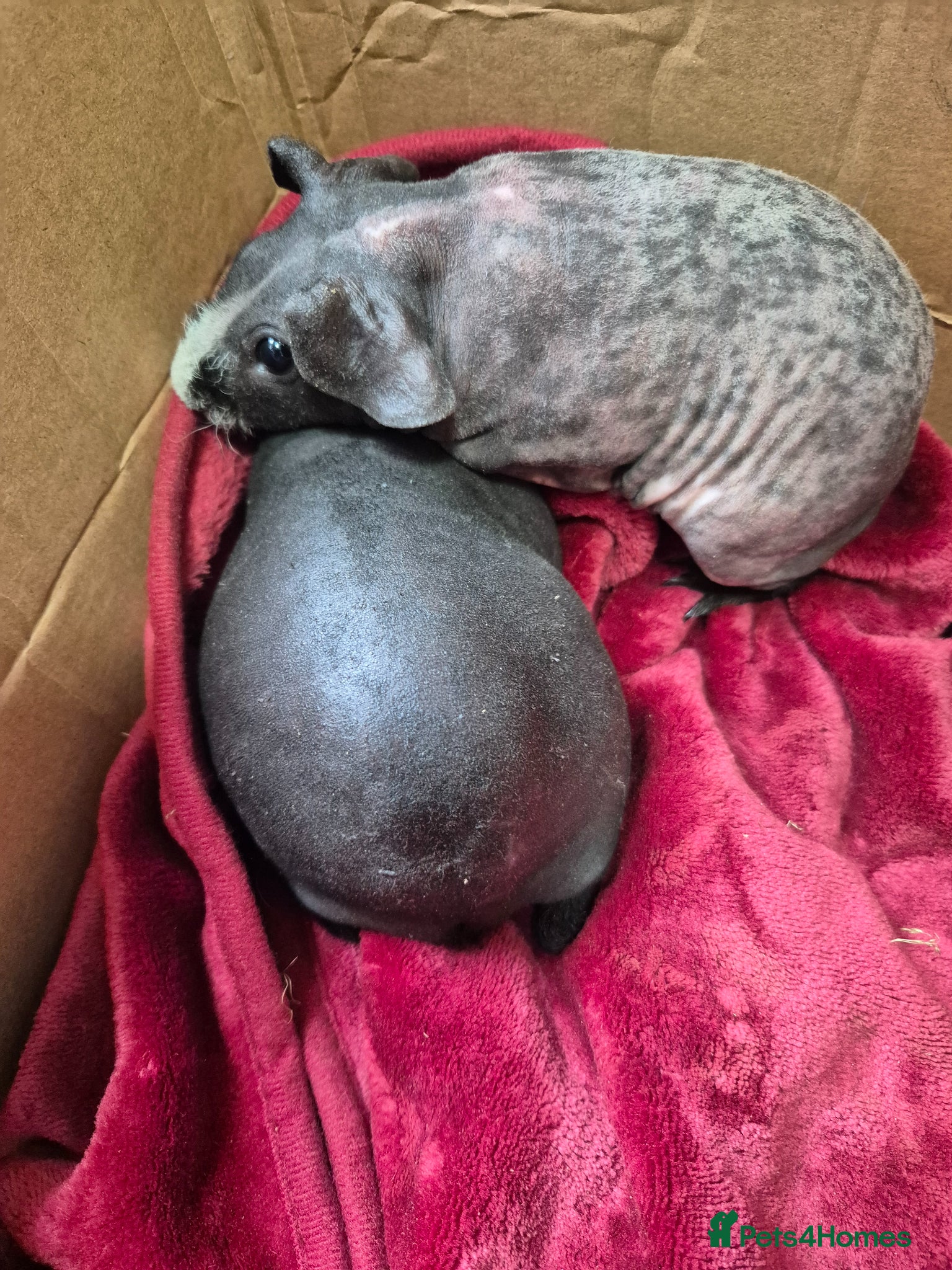 Guinea Pig rodents for sale: Pair of Baby Female Skinny Pigs For Sale  - Advert 9