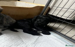 Miniature Schnauzer dogs for sale: Miniature schnauzer puppies female - Image 2