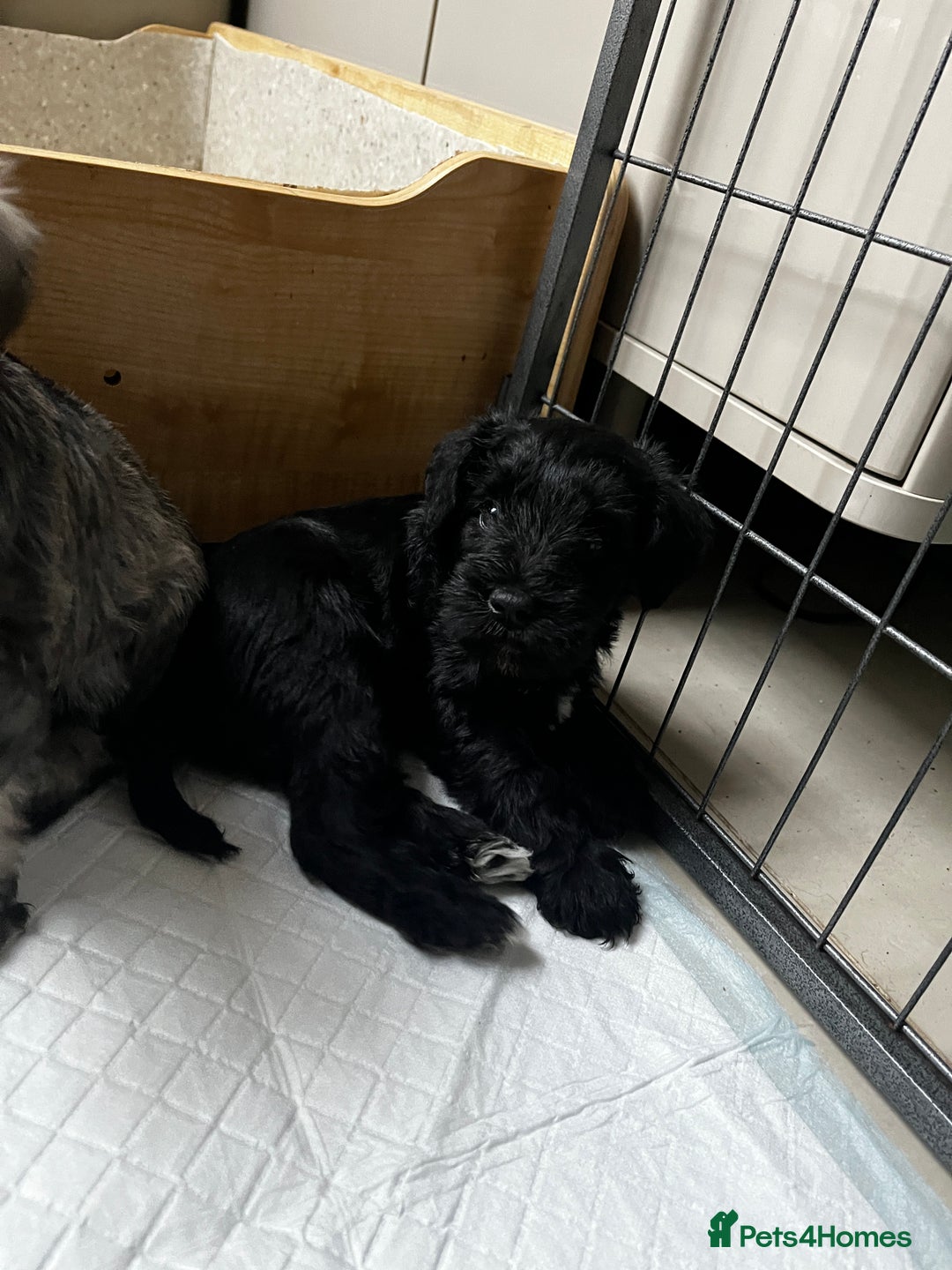 Miniature Schnauzer dogs for sale: Miniature schnauzer puppies female - Image 2