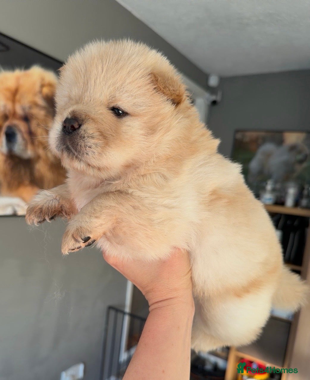 Chow Chow dogs 🧸Beautiful chow chow puppies 🧸 - Advert 2