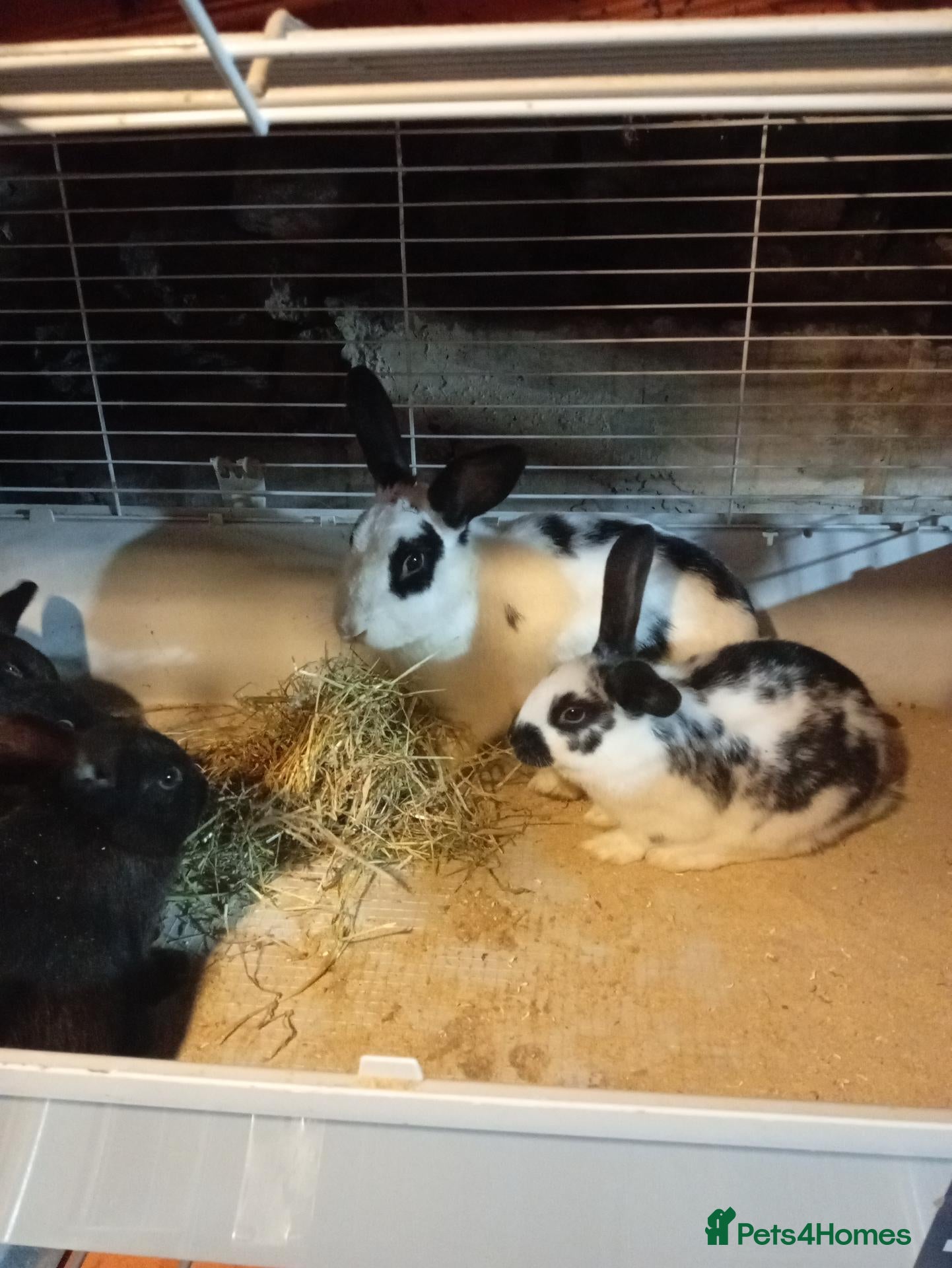 Mixed Breed rabbits Giant New Zealand black and giant Papillon - Advert 1