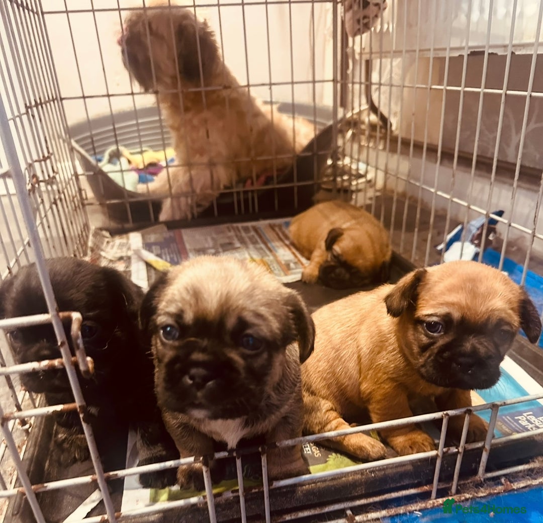 Mixed Breed dogs for sale: Frenchie X - Image 6