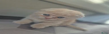 Scottish Fold 1