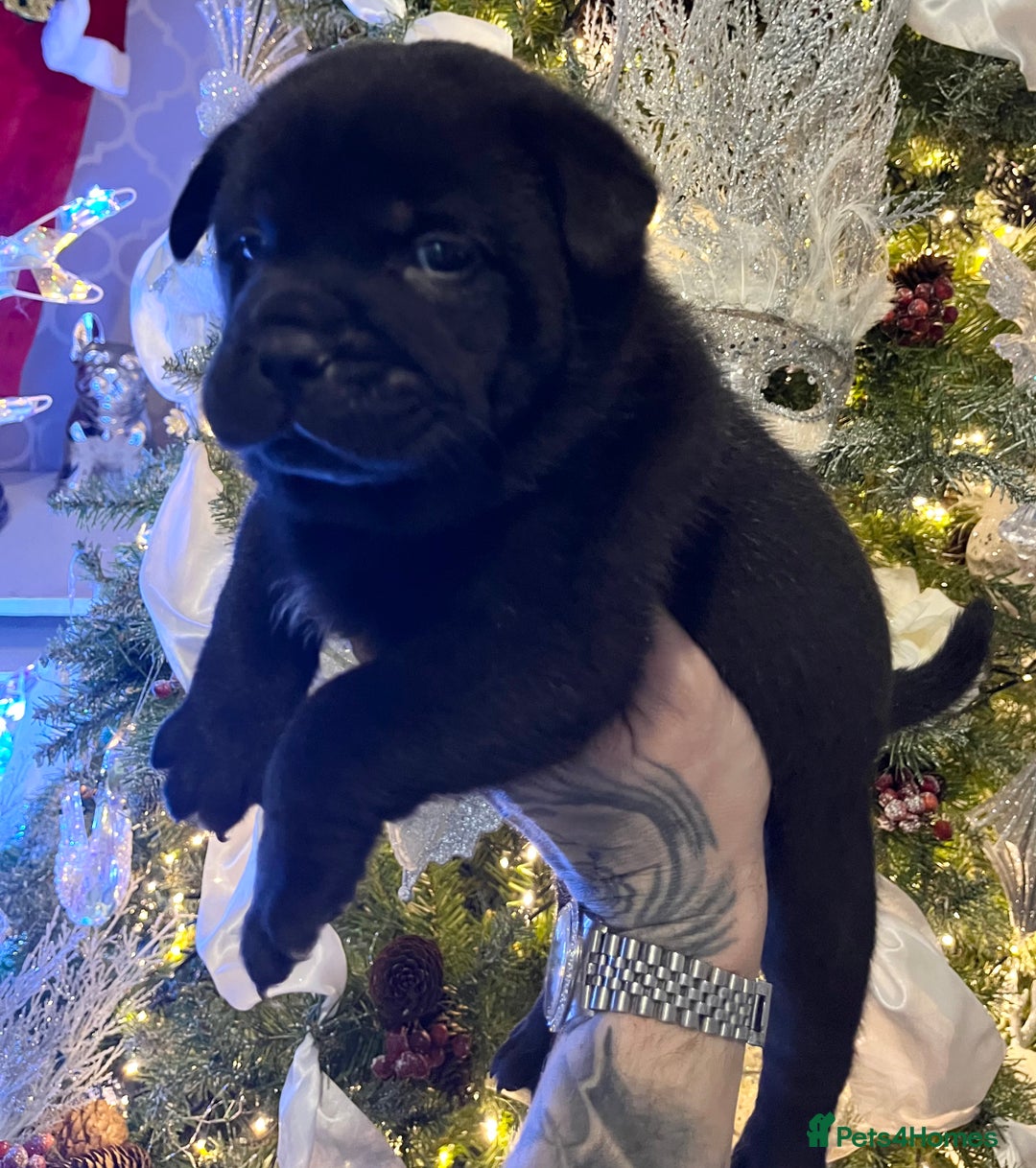 Mixed Breed dogs for sale: 5 frow frow puppies! 😍 - Advert 9