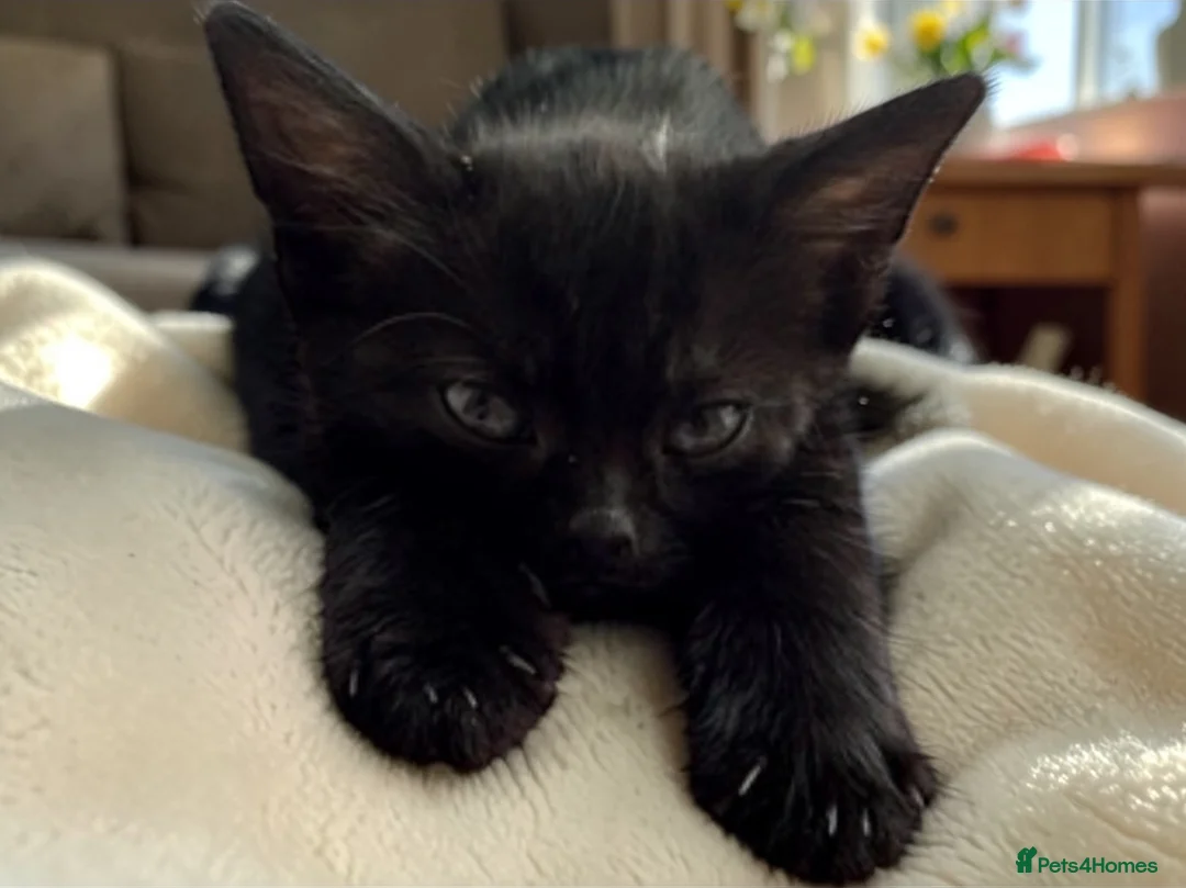 Mixed Breed cats for sale: Male kittens - Advert 12