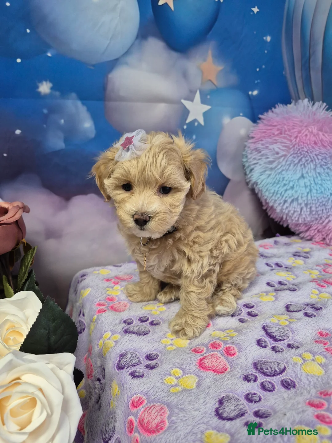 Maltipoo dogs for sale: Stunning Toy F1 Apricot & Cream maltipoo's - Advert 34