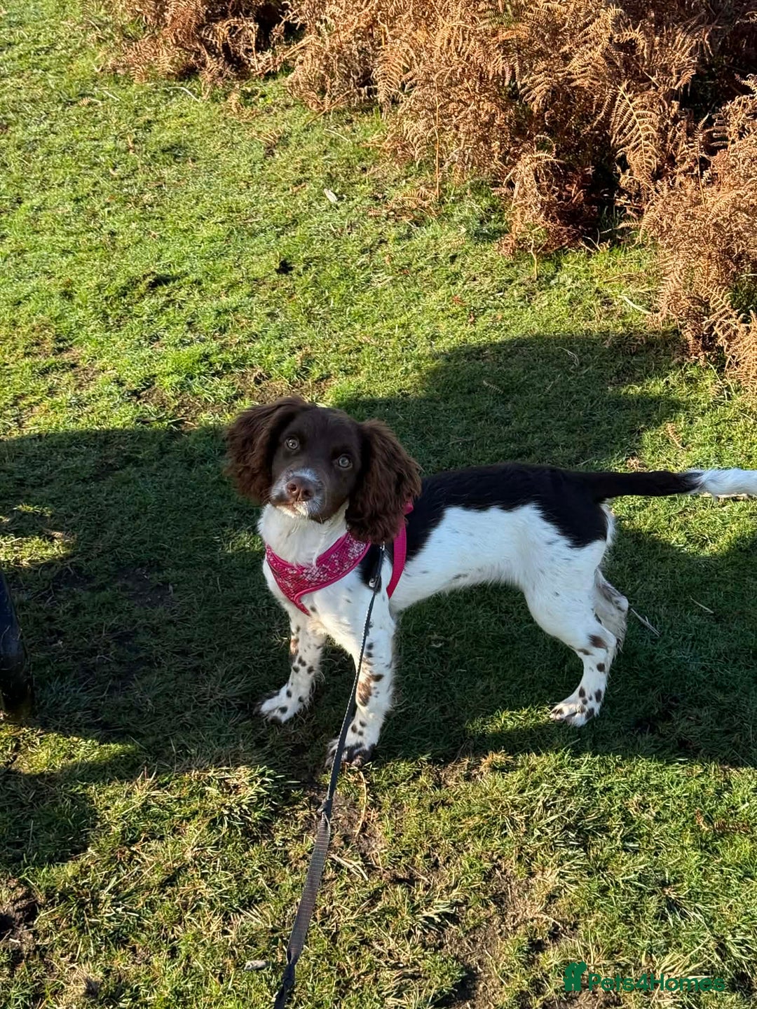 English Springer Spaniel dogs for sale: Very reluctant sale - Advert 5