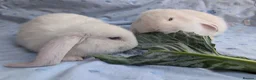 French Lop rabbits for sale: French Lop Rabbits – Ready from 4th September - Advert 34