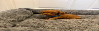Puppy 6