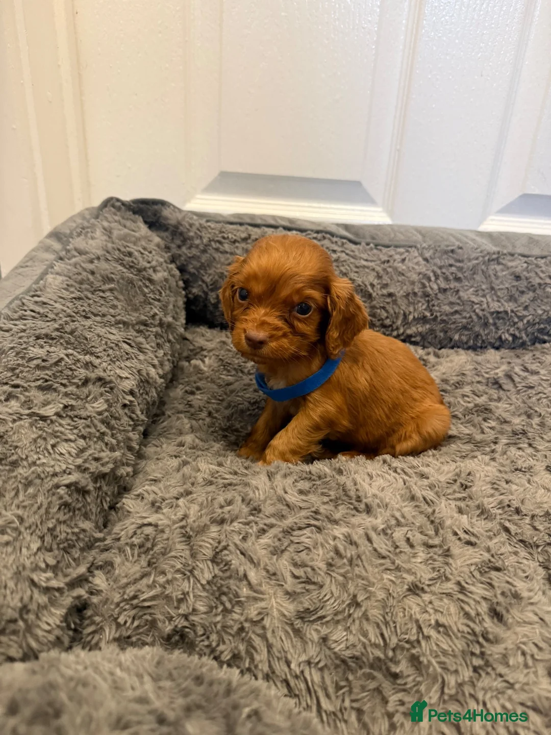 Cocker Spaniel dogs for sale: Pedigree Cocker Spaniel Puppies  - Advert 15