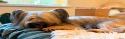 Skye Terrier dogs for sale: KC Reg Skye Terrier Cream puppies  - Advert 6