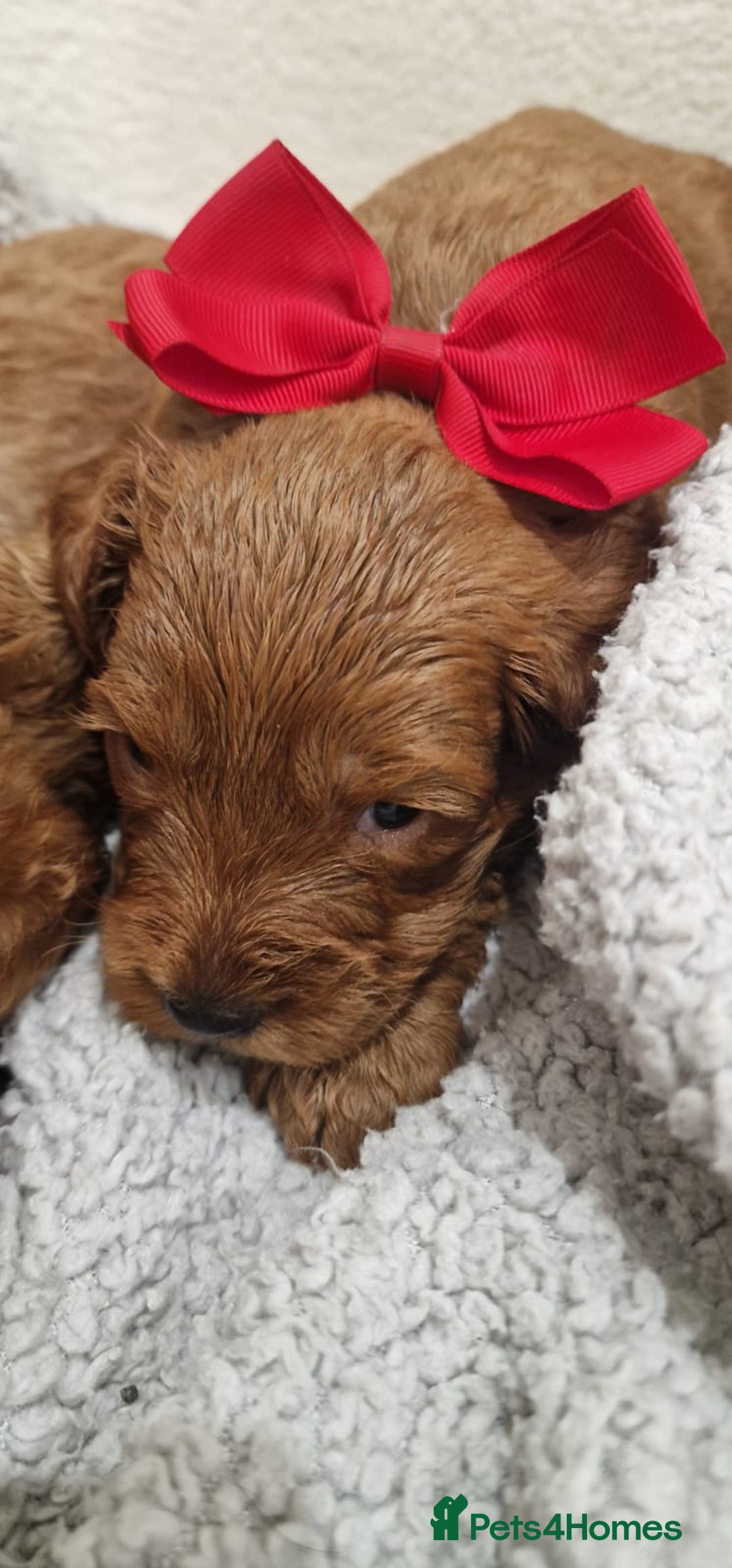 Cockapoo dogs for sale: F1 cavapoo  - Advert 7