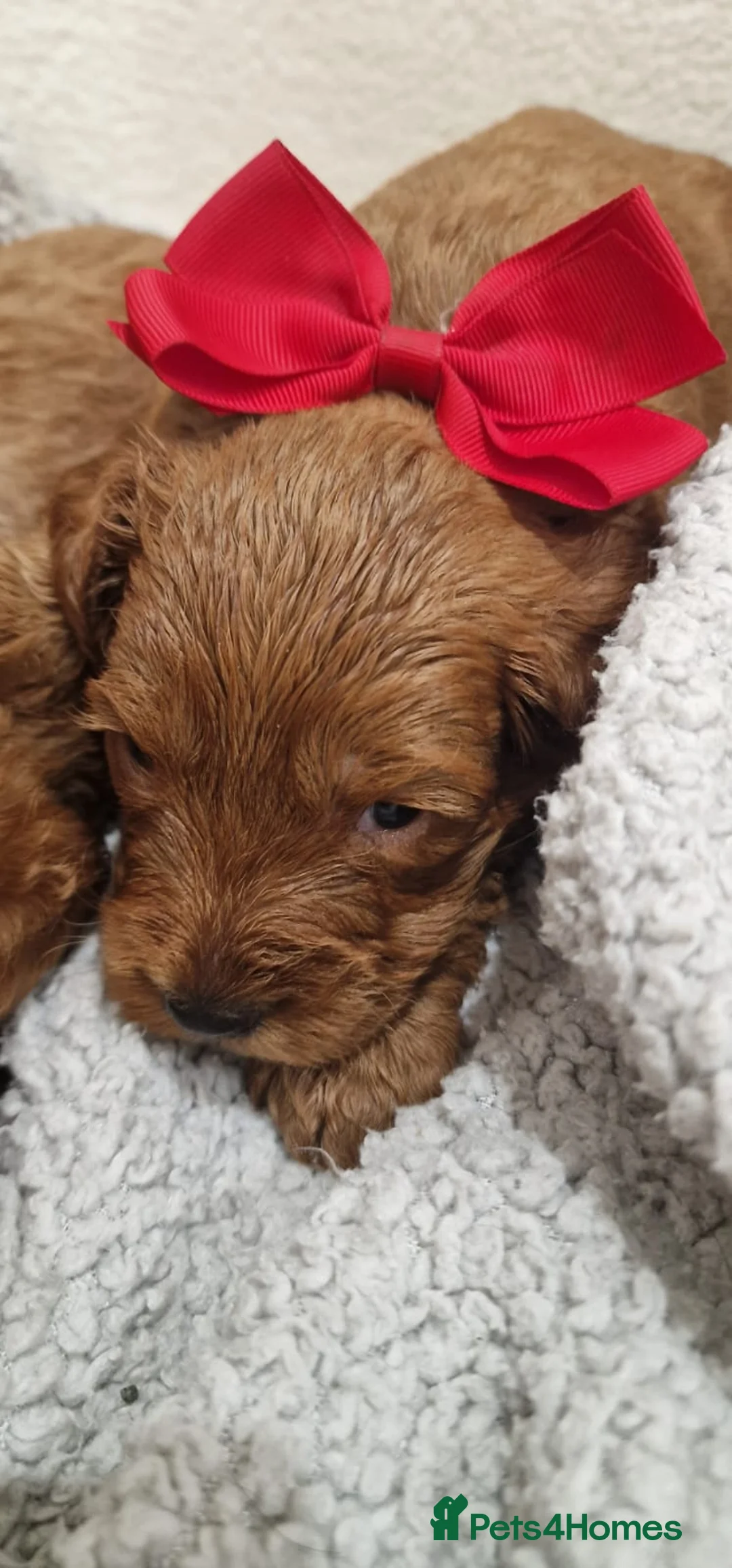 Cockapoo dogs for sale: F1 cockapoo  ready now - Advert 12