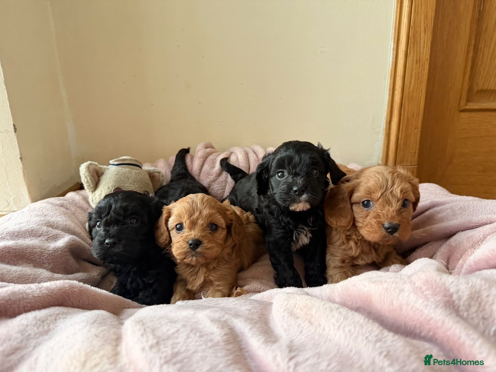 Cavapoo dogs for sale: 🐶 Adorable Cavapoo Puppies 🐶  - Advert 1