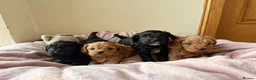 Cavapoo dogs for sale: 🐶 Adorable Cavapoo Puppies 🐶  - Advert 1