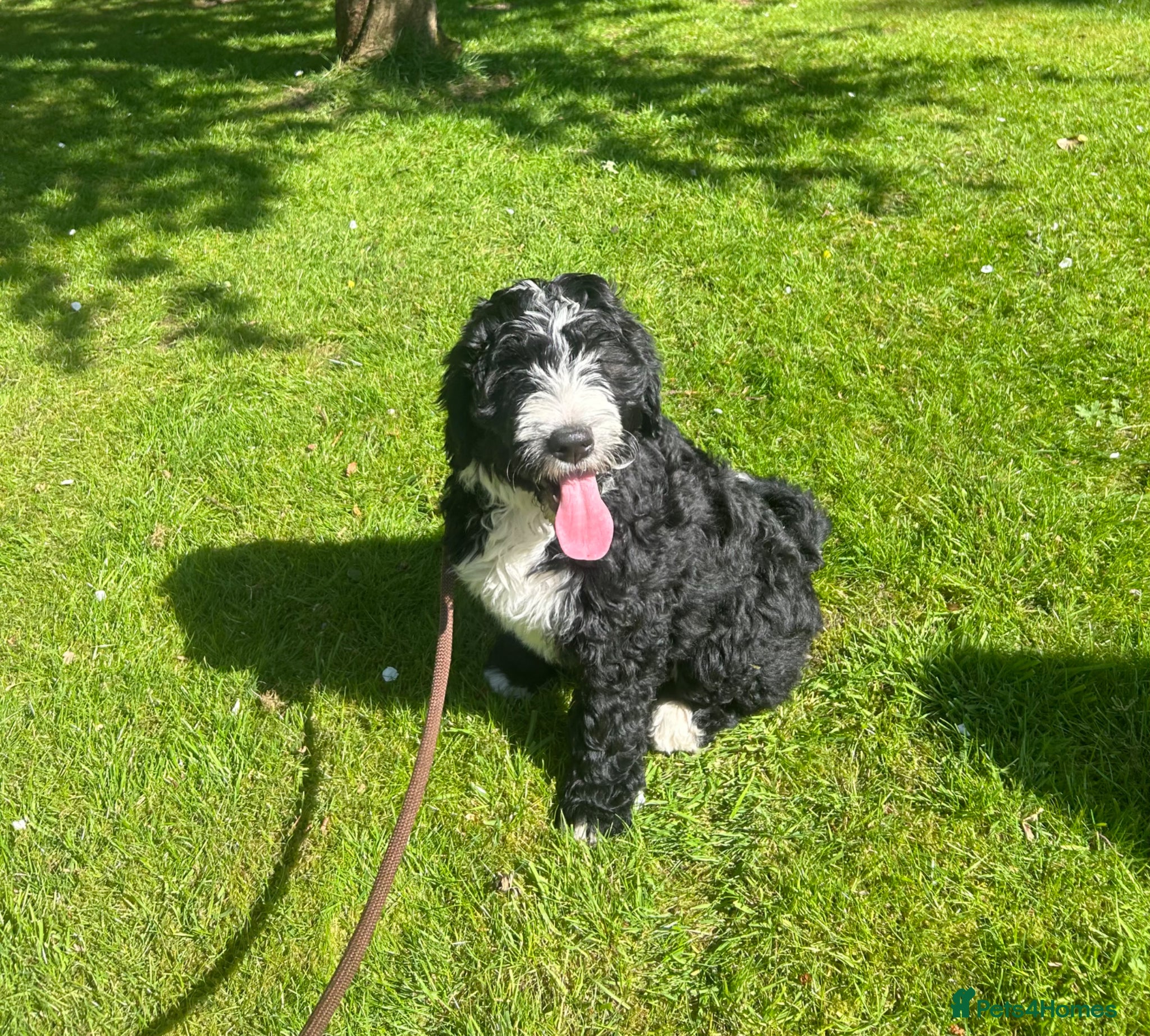 Bernedoodle dogs Beautiful Bernedoodles - Advert 15
