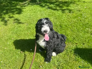 Bernedoodle dogs Beautiful Bernedoodles - Advert 15