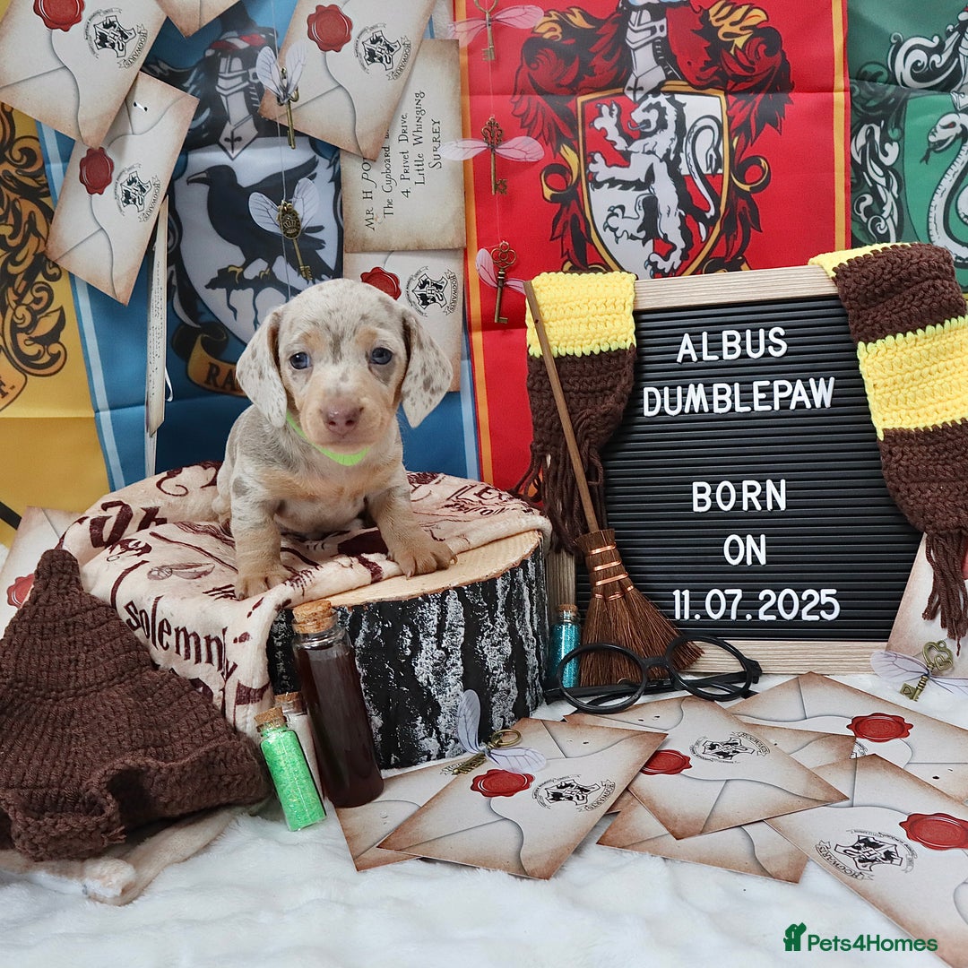Miniature Dachshund dogs for sale: KC Reg short haired miniature dachshunds - Image 3