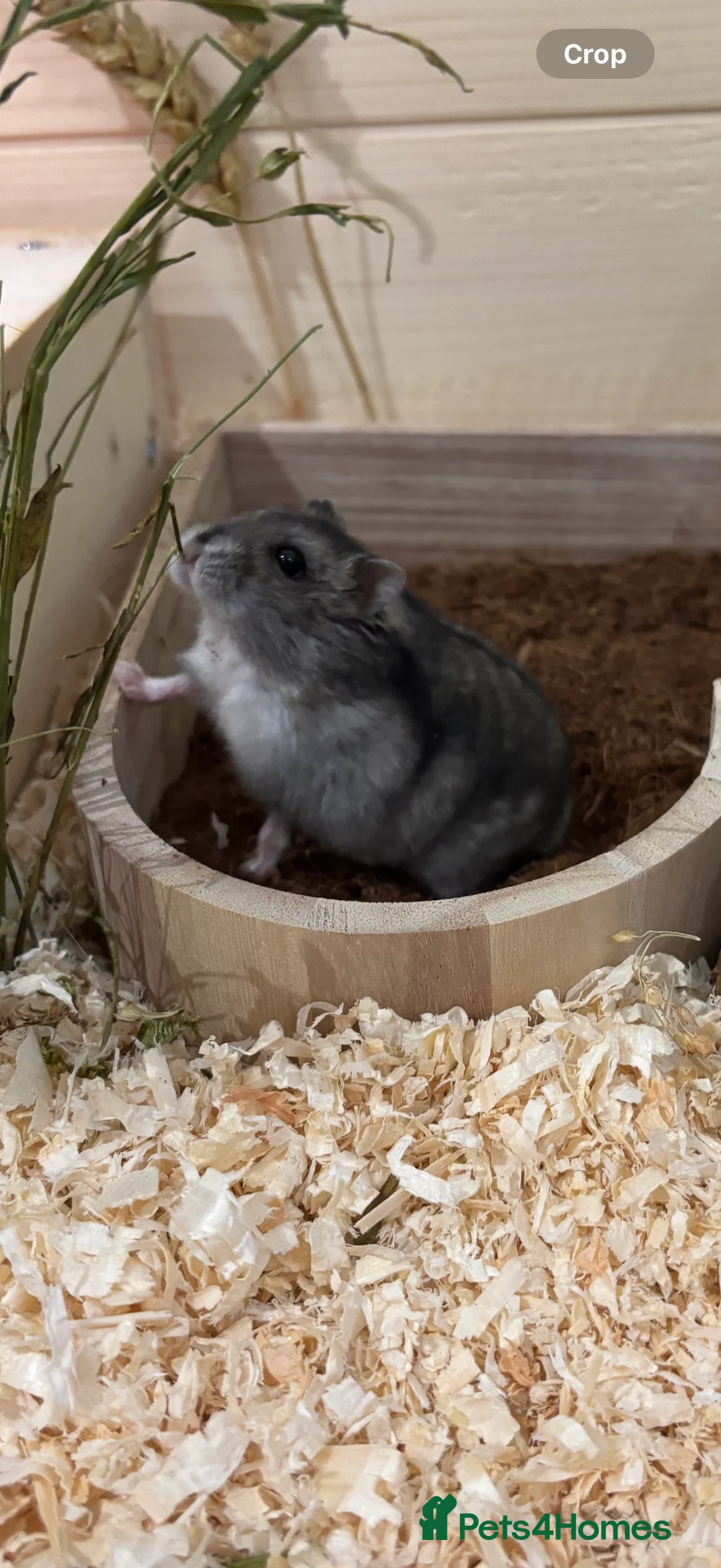 Hamster rodents for sale: female dwarf hamster  - Advert 1