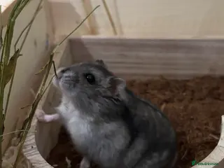 Hamster rodents female dwarf hamster - Advert 1