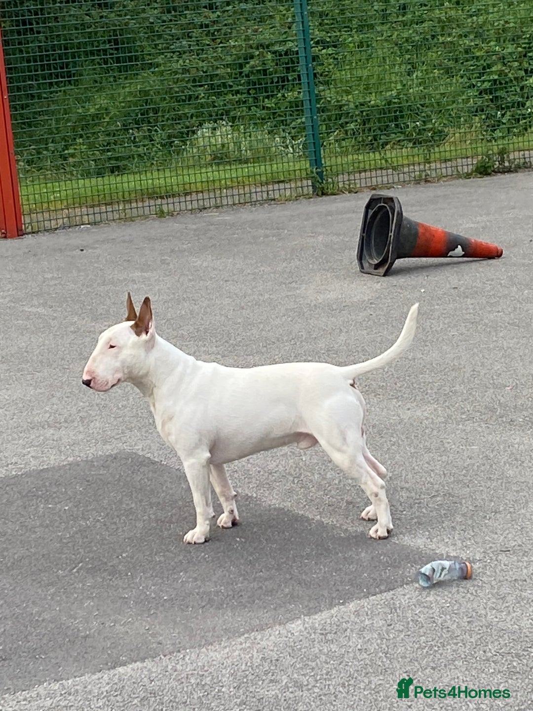 English Bull Terrier dogs for stud: English bull terrier for stud  - Advert 14