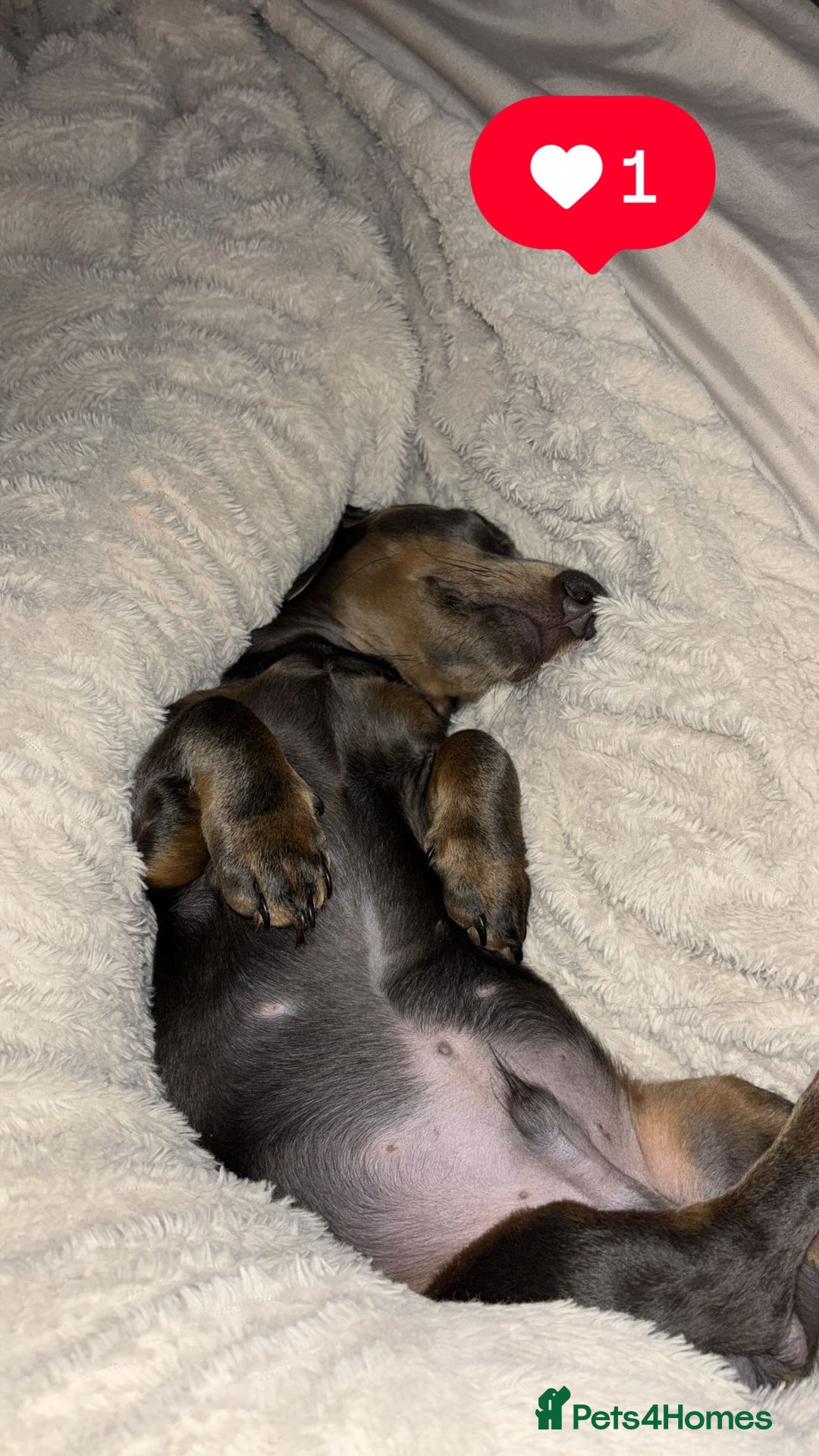 Miniature Dachshund dogs for sale: “Miniature dachshund”  - Advert 8