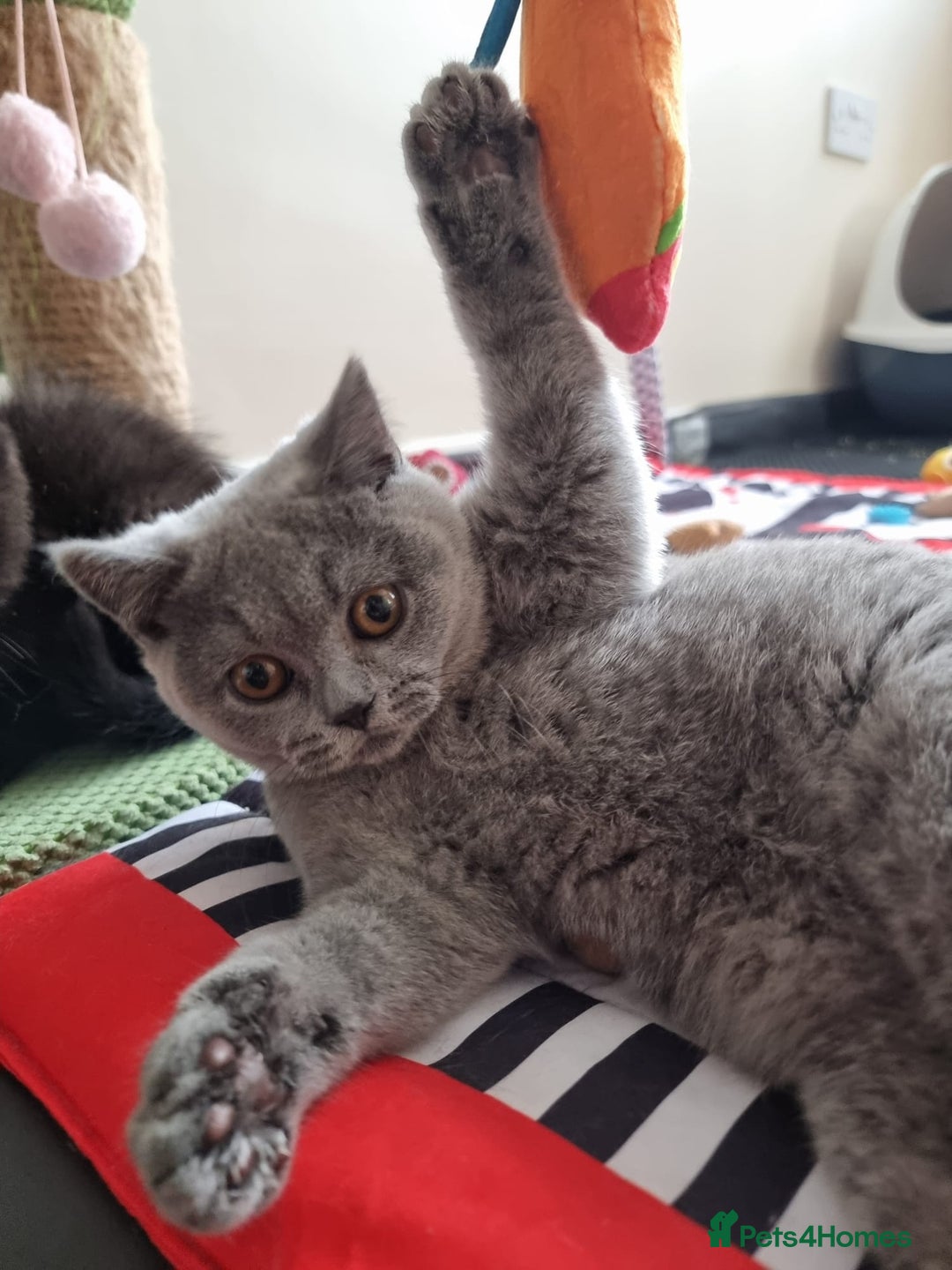 British Shorthair cats for sale:  To Go Now 3 Female Ready GCCF Healthy Pedigree - Advert 13