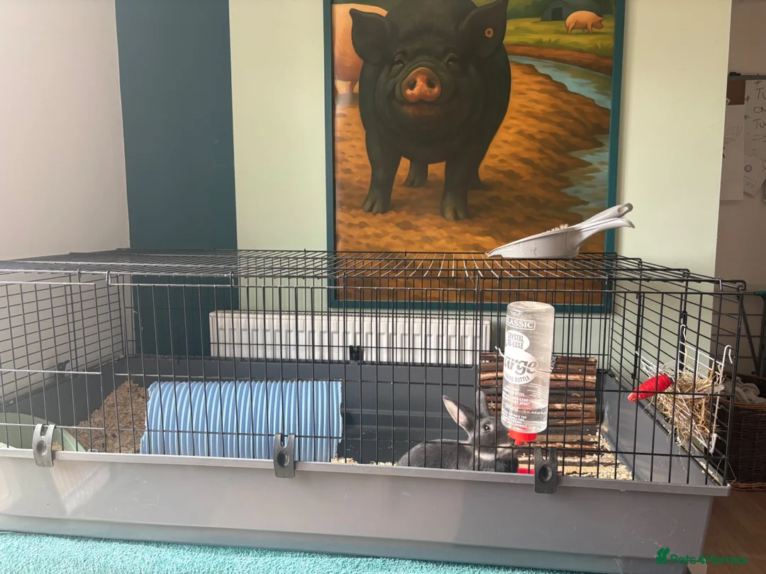 Dutch rabbits for sale: 7 month old Dutch cross mini lop and cage  in Holt - Advert 3