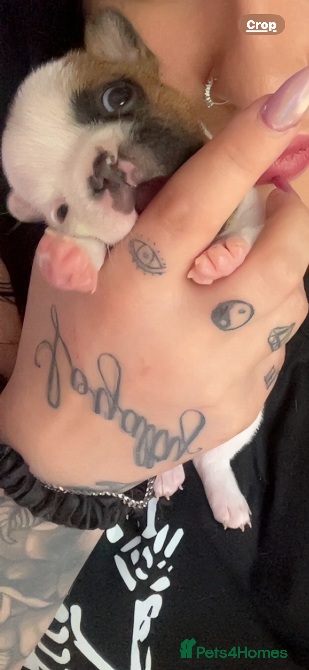 French Bulldog dogs for sale: Red pied female  - Image 4