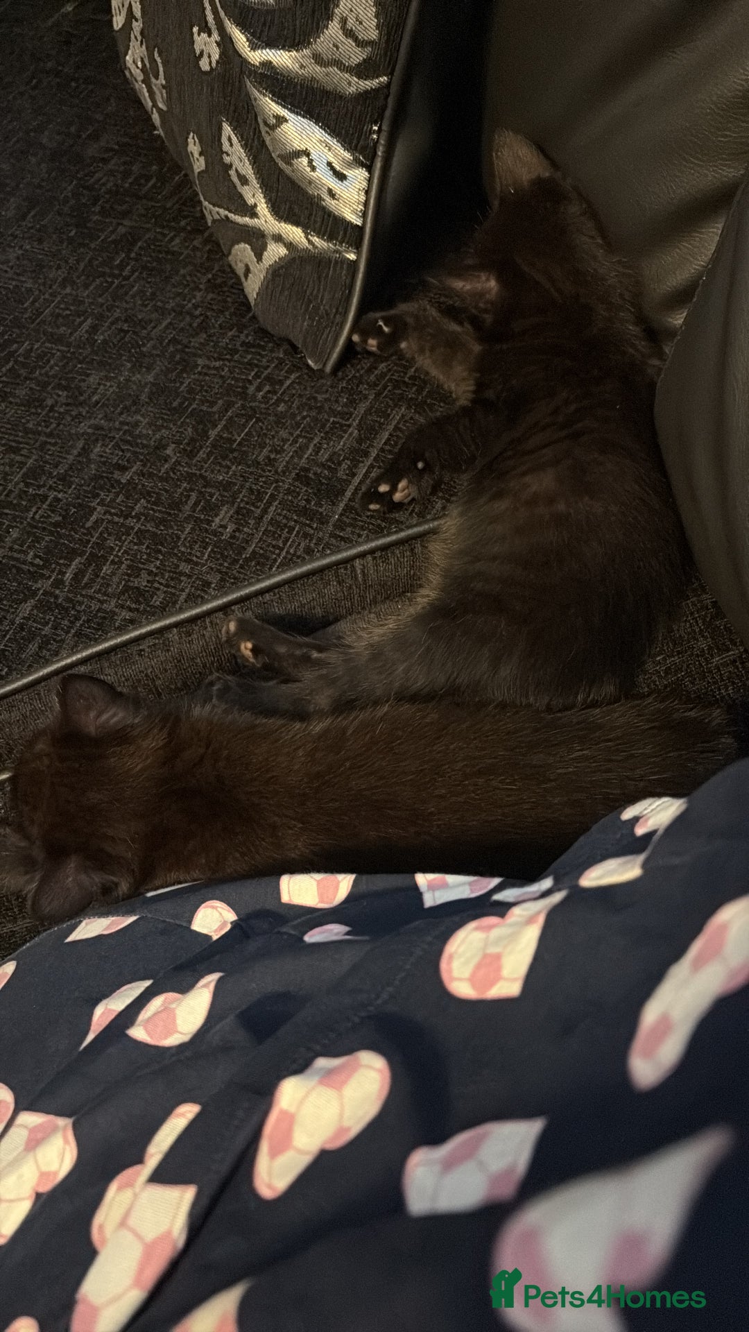 British Shorthair cats for sale: Kittens looking for there forever home  - Image 3
