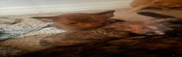 Mixed Breed cats for sale: Oriental x sphynx - Advert 4
