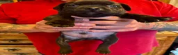 Staffordshire Bull Terrier dogs for sale: Beautiful strong puppies  - Advert 4