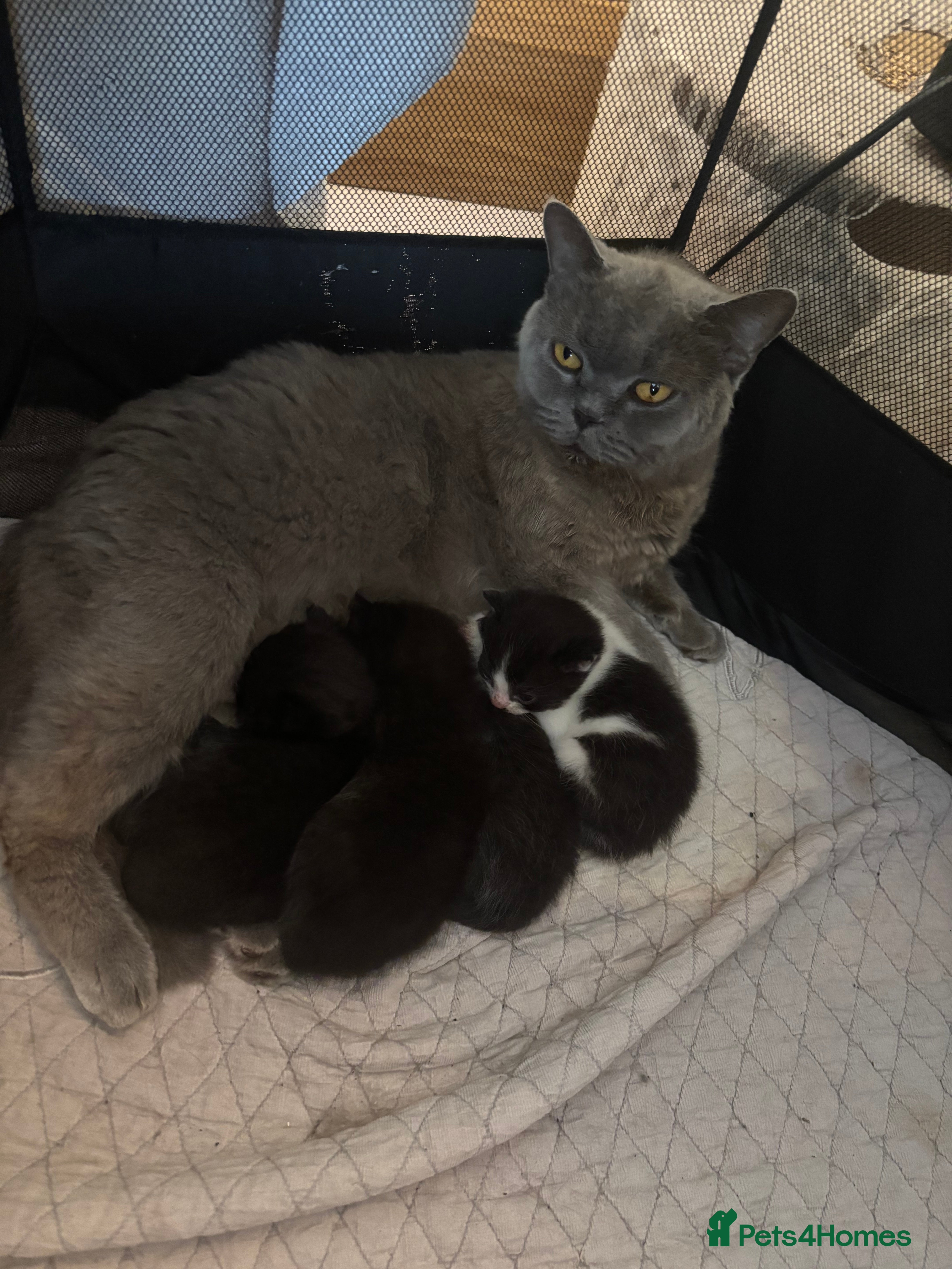 Mixed Breed cats READY for new home! 🐈‍⬛  - Advert 14