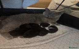 Mixed Breed cats for sale: Mixed British shorthair kittens! 🐈‍⬛  - Image 1