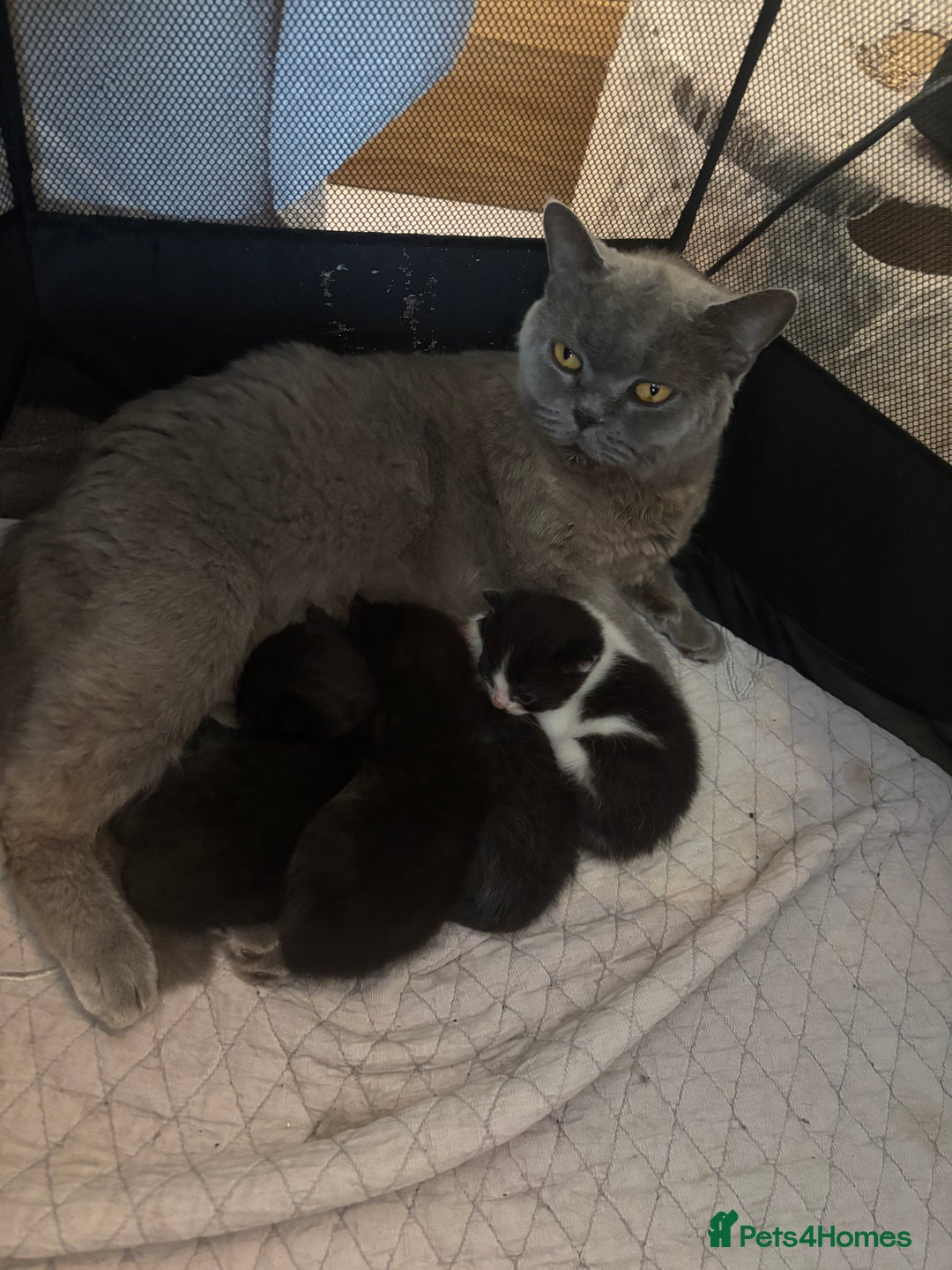 Mixed Breed cats for sale: Mixed British shorthair kittens! 🐈‍⬛  - Image 1