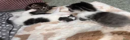 Mixed Breed cats for sale: Ragdoll mixed breed kittens for sale  - Advert 6