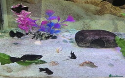 Mollies fish for sale: 12 mollies mixed colours  - Image 2