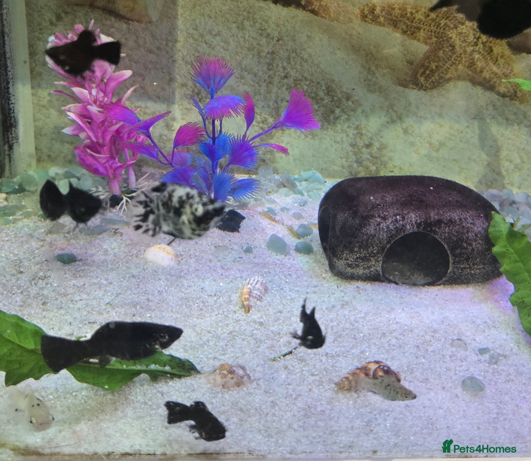 Mollies fish for sale: 12 mollies mixed colours  - Image 2