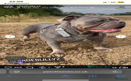 Olde English Bulldogge dogs for sale: Olde English bulldog puppies ready to leave  - Advert 9