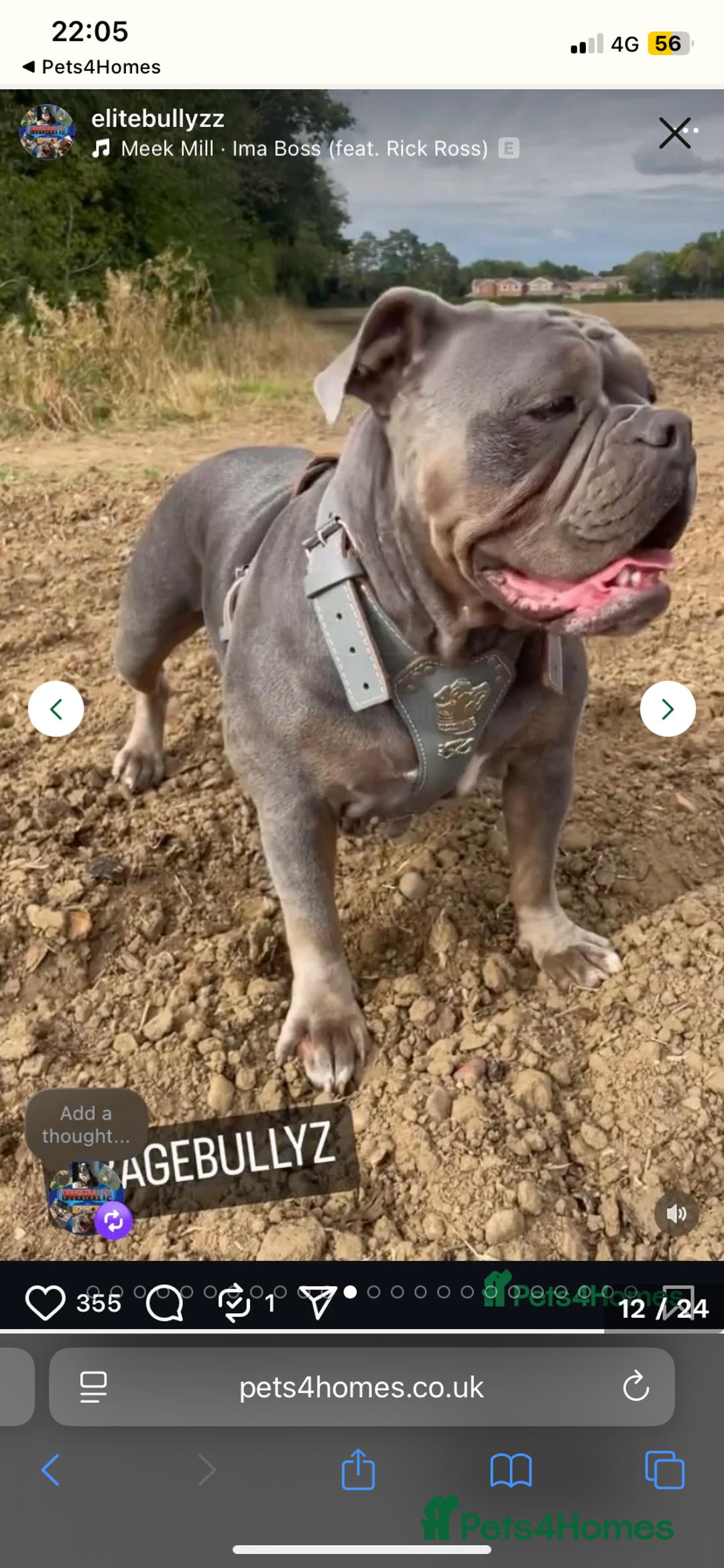 Olde English Bulldogge dogs for sale: Olde English bulldog puppies ready to leave  - Advert 9