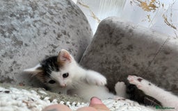 Turkish Van cats for sale: One male tri colour  - Image 11