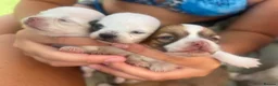 Chihuahua dogs for sale: Chihuahua merle puppies - Advert 2