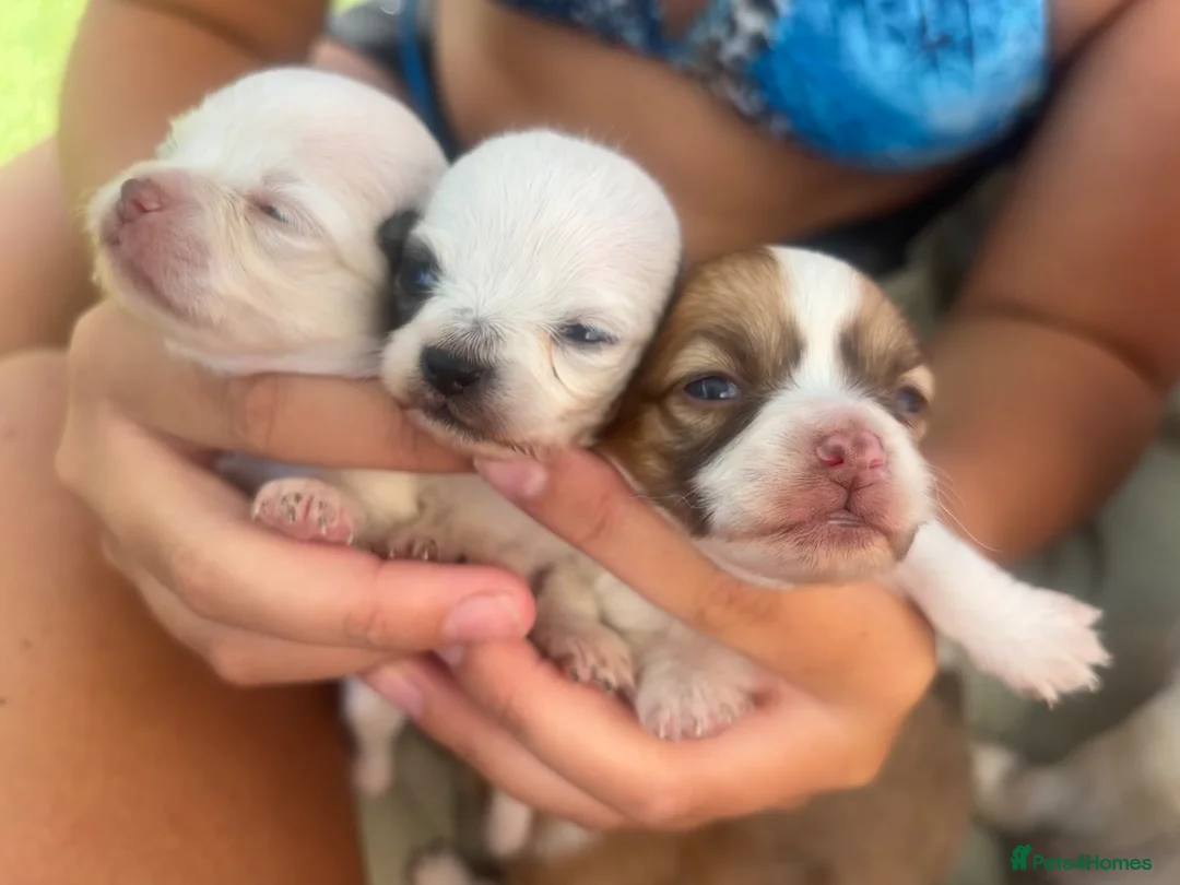 Chihuahua dogs for sale: Chihuahua merle puppies - Advert 2