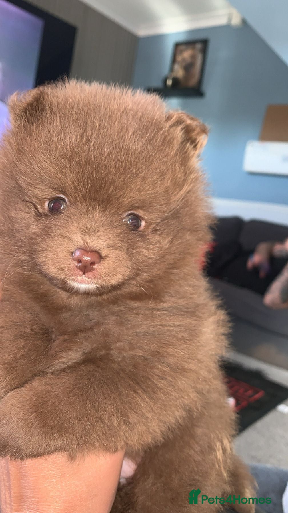 Pomeranian dogs Pups ready to leave chip and first jab done  - Advert 5