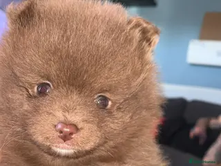 Pomeranian dogs Pups ready to leave chip and first jab done - Advert 1