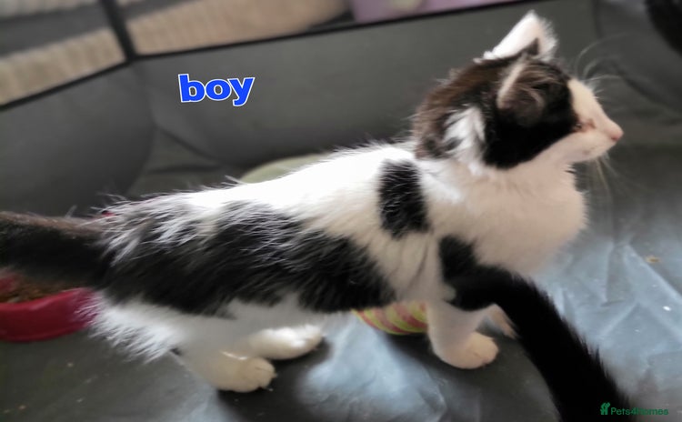 Mixed Breed cats for sale - Advert 1
