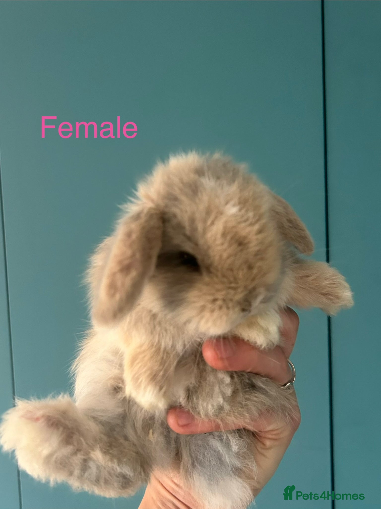 Mini Lion Lop rabbits 6 Mini Lion Lop Bunnies Available 🐰 - Advert 2