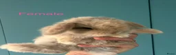 Mini Lion Lop rabbits for sale: 6 Mini Lion Lop Bunnies Available 🐰 - Advert 2