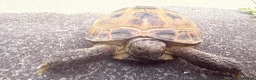 Tortoise reptiles for sale: Horsefield tortoise in Gateshead - Advert 5