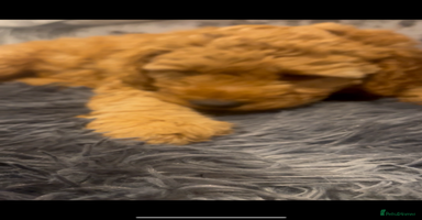Cockapoo dogs - Advert 13